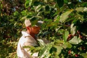 Ceiba – Honduras - Natural - Imagen 2