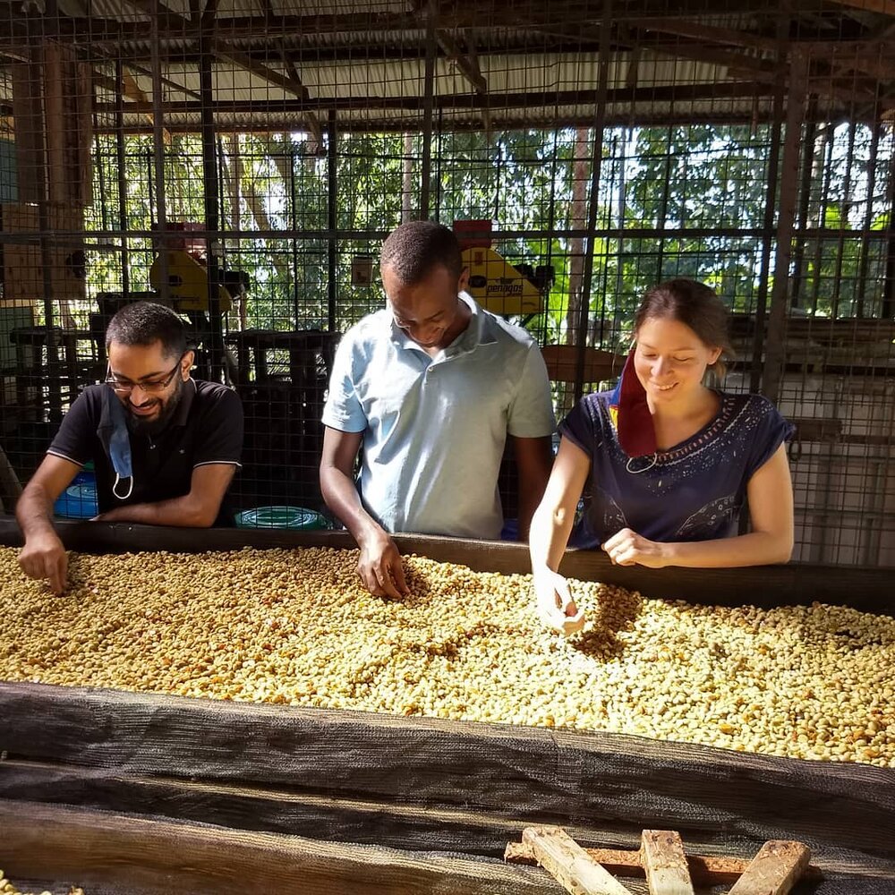 Coffee Yard - Uganda - Co-Fermentado Piña - Imagen 2